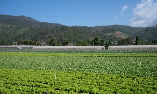 Crecimiento de Verafeca
